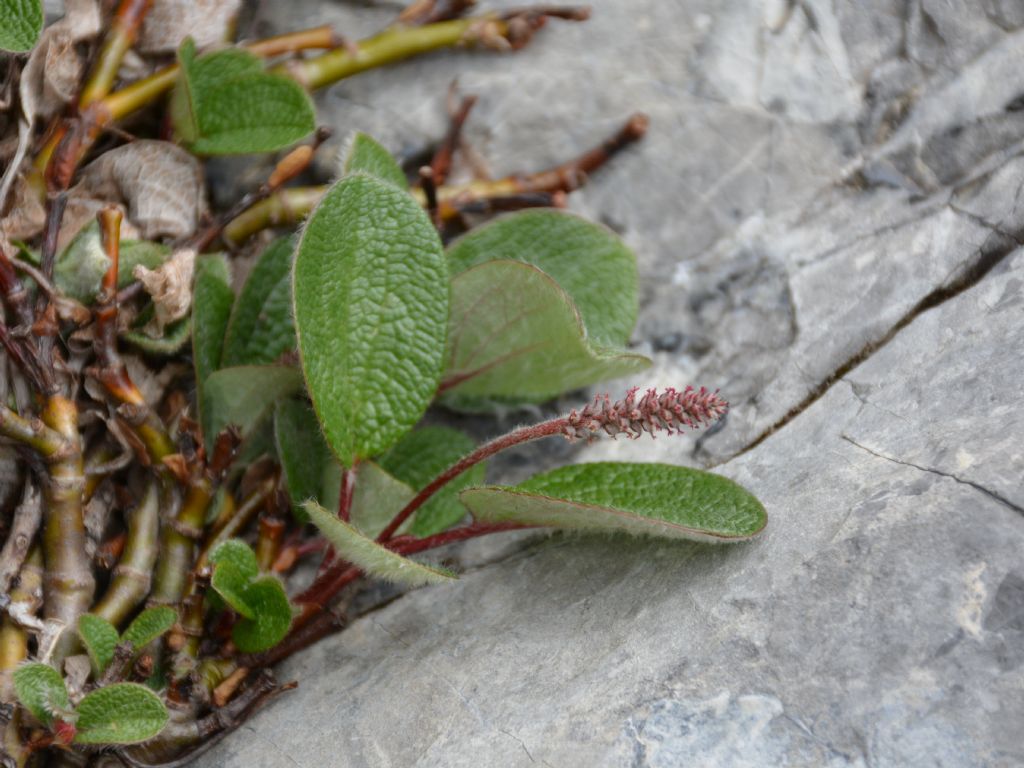 Salix reticulata / Salice reticolato